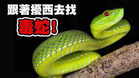 台灣最毒的蛇排名 釘子花植物